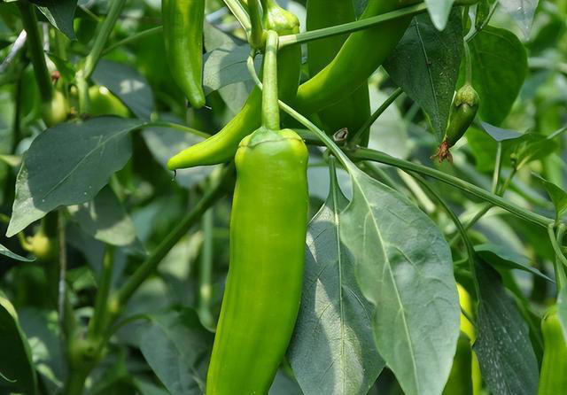 阳台种辣椒，方法得当，枝壮叶绿花多，辣椒多压弯枝