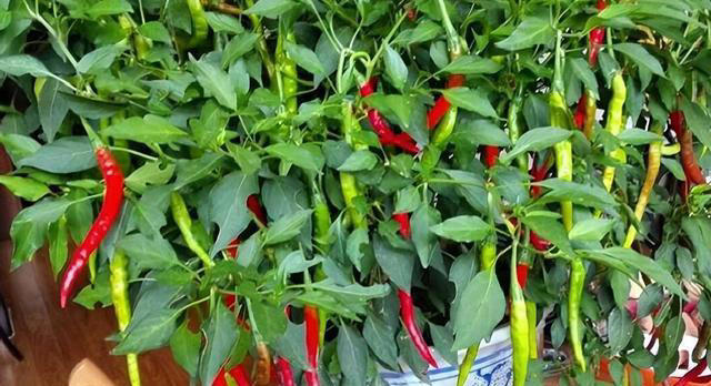 阳台种辣椒，方法得当，枝壮叶绿花多，辣椒多压弯枝