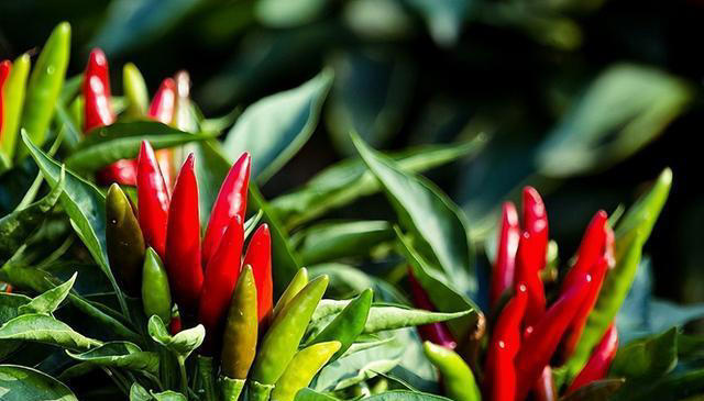 阳台种辣椒，方法得当，枝壮叶绿花多，辣椒多压弯枝