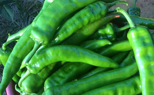 阳台种辣椒，方法得当，枝壮叶绿花多，辣椒多压弯枝