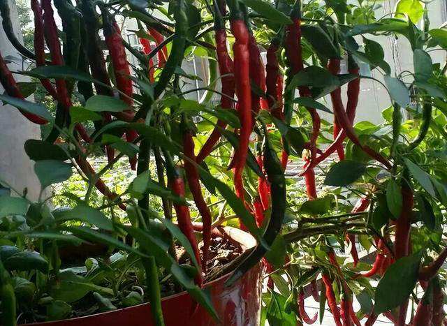阳台种辣椒，方法得当，枝壮叶绿花多，辣椒多压弯枝