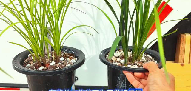 怎样预防兰花两腐两个小技巧三个措施让兰花茁壮成长！