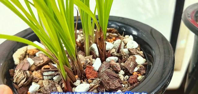 怎样预防兰花两腐两个小技巧三个措施让兰花茁壮成长！