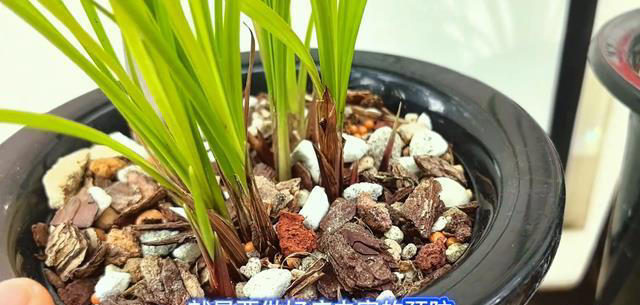 怎样预防兰花两腐两个小技巧三个措施让兰花茁壮成长！