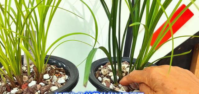 怎样预防兰花两腐两个小技巧三个措施让兰花茁壮成长！