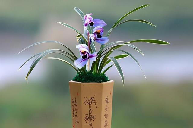 老花匠都抢着养的兰花，香味浓郁开花久，摆在家里上档次