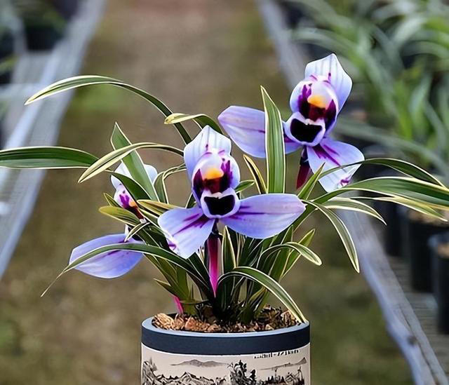 老花匠都抢着养的兰花，香味浓郁开花久，摆在家里上档次