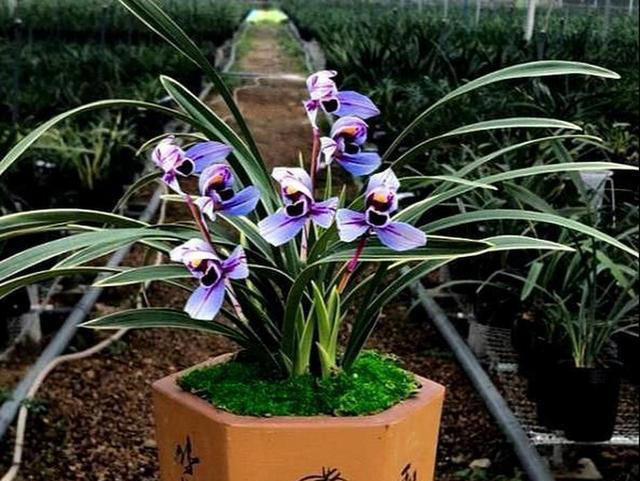 老花匠都抢着养的兰花，香味浓郁开花久，摆在家里上档次