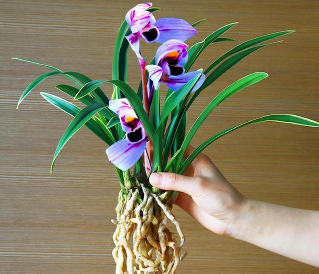 老花匠都抢着养的兰花，香味浓郁开花久，摆在家里上档次