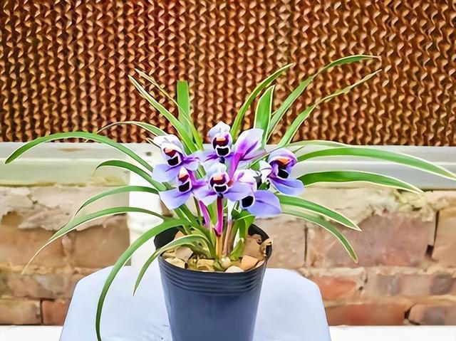 老花匠都抢着养的兰花，香味浓郁开花久，摆在家里上档次