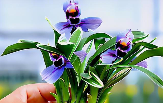 老花匠都抢着养的兰花，香味浓郁开花久，摆在家里上档次