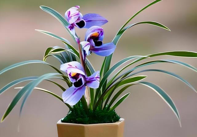 老花匠都抢着养的兰花，香味浓郁开花久，摆在家里上档次