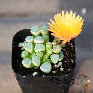 喜欢“开花肉”就养这4种，美爆还能做年宵花