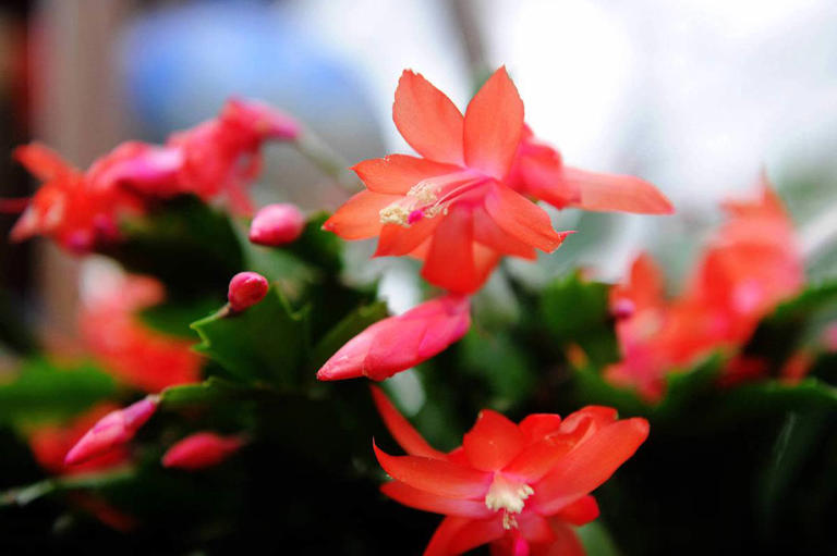 喜欢“开花肉”就养这4种，美爆还能做年宵花