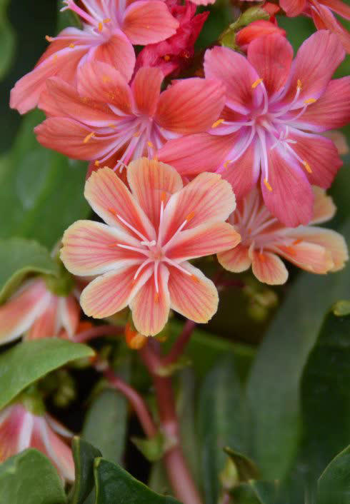 喜欢“开花肉”就养这4种，美爆还能做年宵花