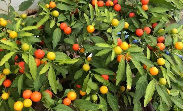 3种花“不吉利”，再漂亮也别在家里养，影响家人健康