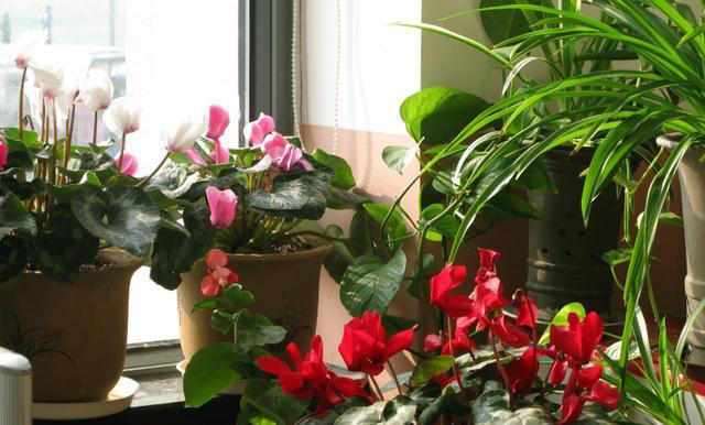 3种花“不吉利”，再漂亮也别在家里养，影响家人健康