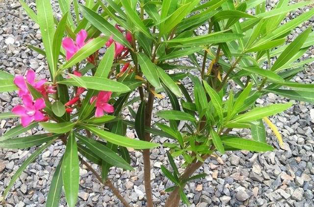 3种花“不吉利”，再漂亮也别在家里养，影响家人健康