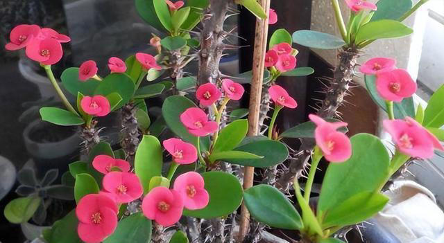 3种花“不吉利”，再漂亮也别在家里养，影响家人健康