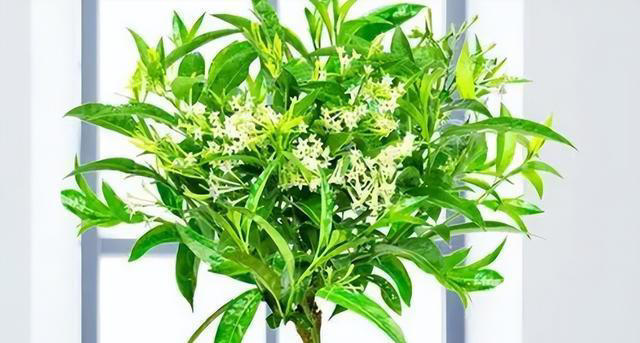 3种花“不吉利”，再漂亮也别在家里养，影响家人健康