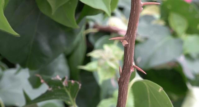 3种花“不吉利”，再漂亮也别在家里养，影响家人健康