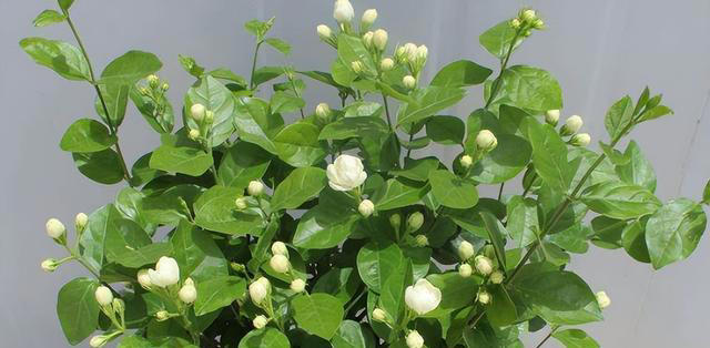 3种花“不吉利”，再漂亮也别在家里养，影响家人健康