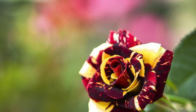 什么花的花期最长？带你认识20种花期超长的花卉，看看你认识几种