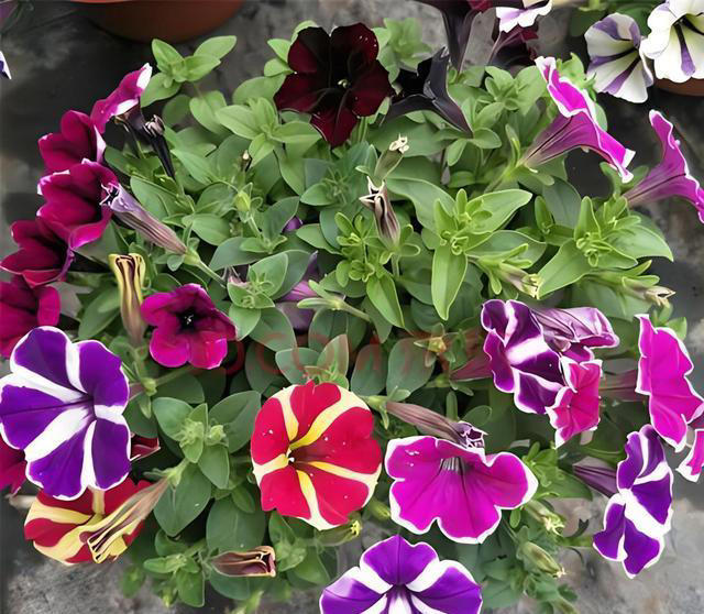 什么花的花期最长？带你认识20种花期超长的花卉，看看你认识几种