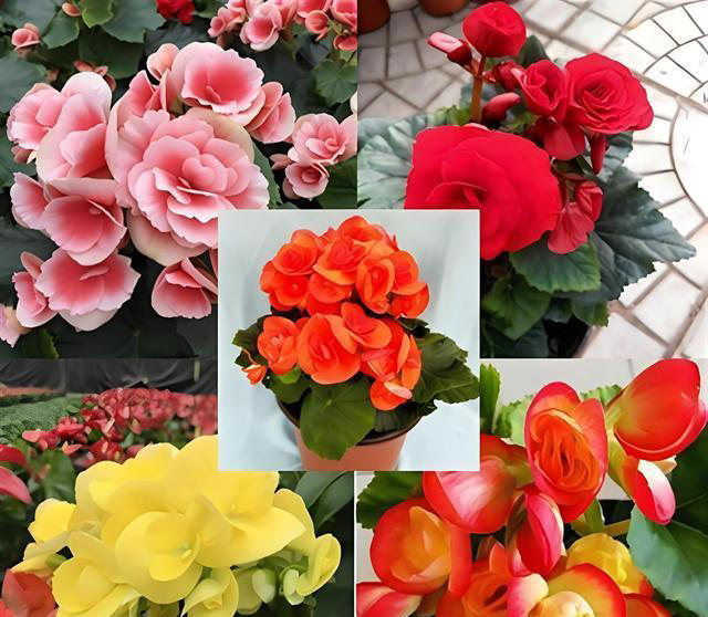 什么花的花期最长？带你认识20种花期超长的花卉，看看你认识几种