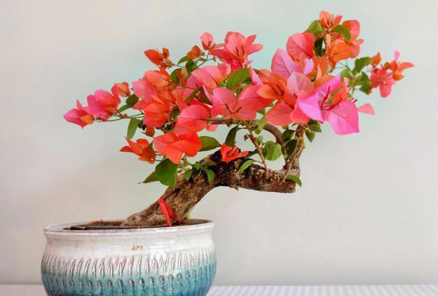 什么花的花期最长？带你认识20种花期超长的花卉，看看你认识几种