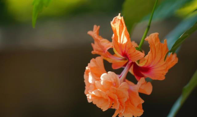 什么花的花期最长？带你认识20种花期超长的花卉，看看你认识几种