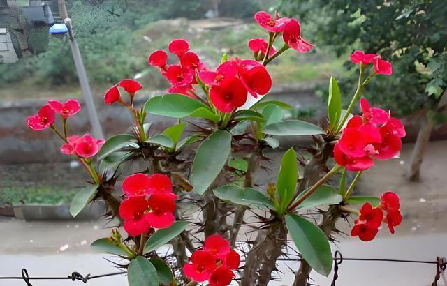 什么花的花期最长？带你认识20种花期超长的花卉，看看你认识几种