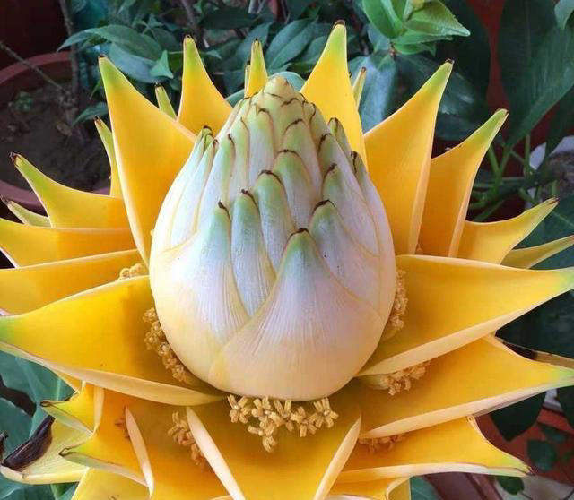 什么花的花期最长？带你认识20种花期超长的花卉，看看你认识几种