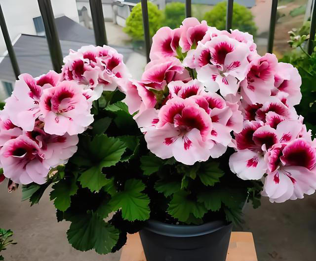 什么花的花期最长？带你认识20种花期超长的花卉，看看你认识几种