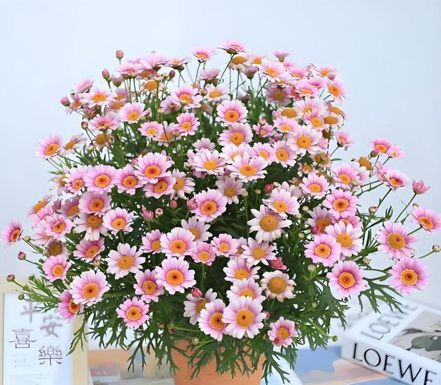 什么花的花期最长？带你认识20种花期超长的花卉，看看你认识几种