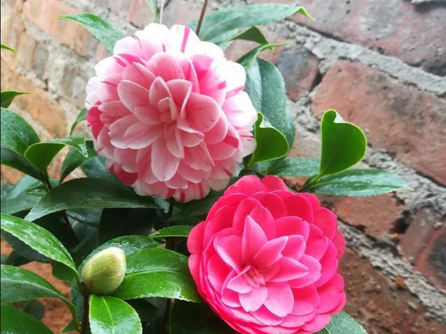 什么花的花期最长？带你认识20种花期超长的花卉，看看你认识几种