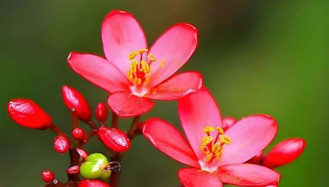 什么花的花期最长？带你认识20种花期超长的花卉，看看你认识几种