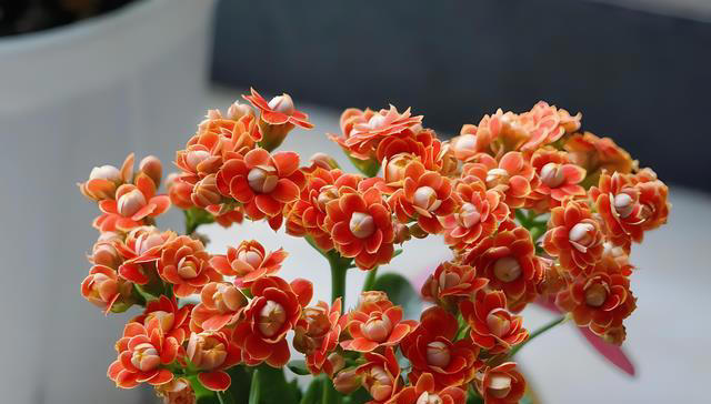 什么花的花期最长？带你认识20种花期超长的花卉，看看你认识几种