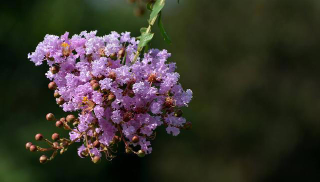什么花的花期最长？带你认识20种花期超长的花卉，看看你认识几种