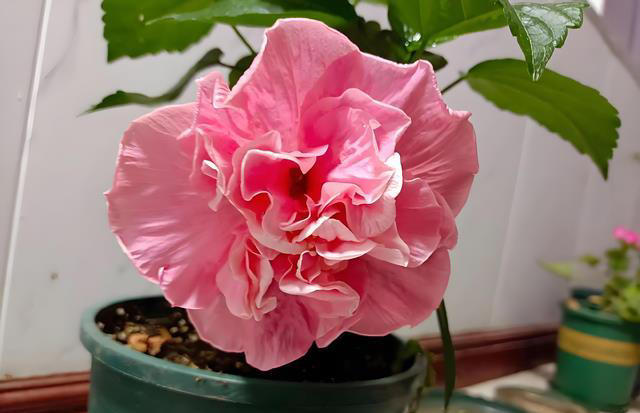 什么花的花期最长？带你认识20种花期超长的花卉，看看你认识几种