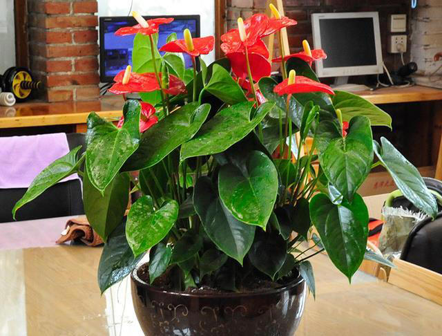 什么花的花期最长？带你认识20种花期超长的花卉，看看你认识几种