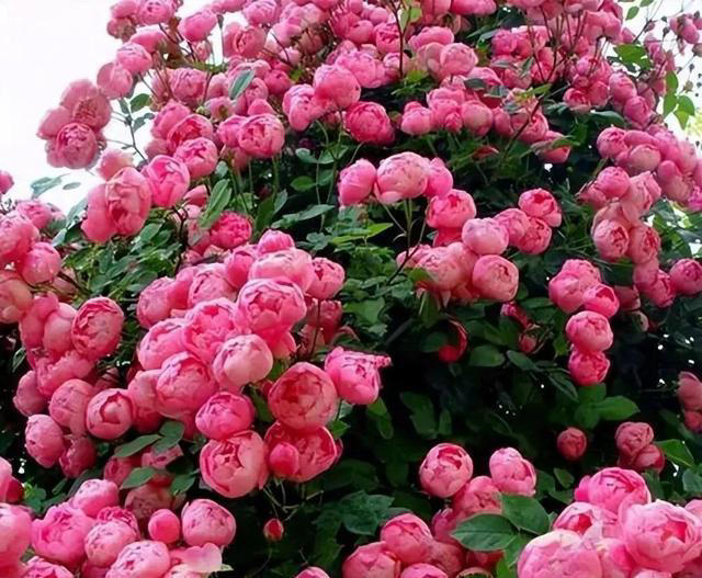 原来养月季还有这些技巧，秋天赶紧做好4件事，开花一茬接一茬！