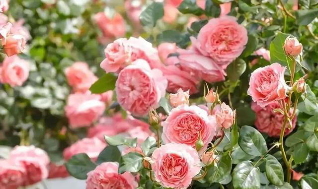 原来养月季还有这些技巧，秋天赶紧做好4件事，开花一茬接一茬！