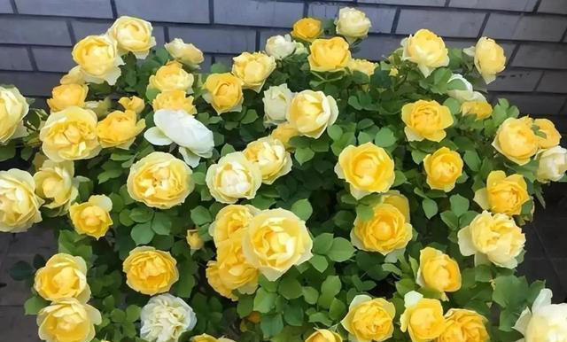 原来养月季还有这些技巧，秋天赶紧做好4件事，开花一茬接一茬！