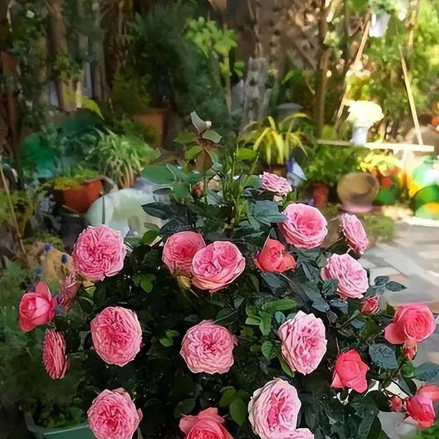 原来养月季还有这些技巧，秋天赶紧做好4件事，开花一茬接一茬！