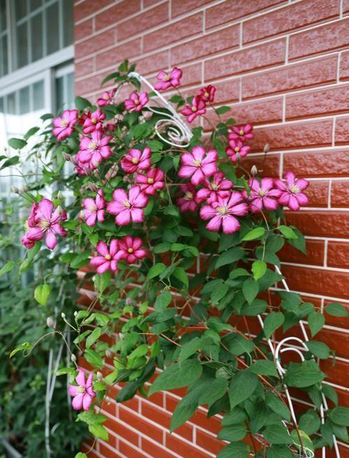 适合新手的5种高颜值花，皮实好养香味浓，多季节有花赏