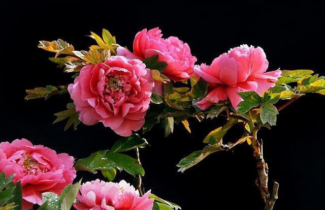 适合新手的5种高颜值花，皮实好养香味浓，多季节有花赏