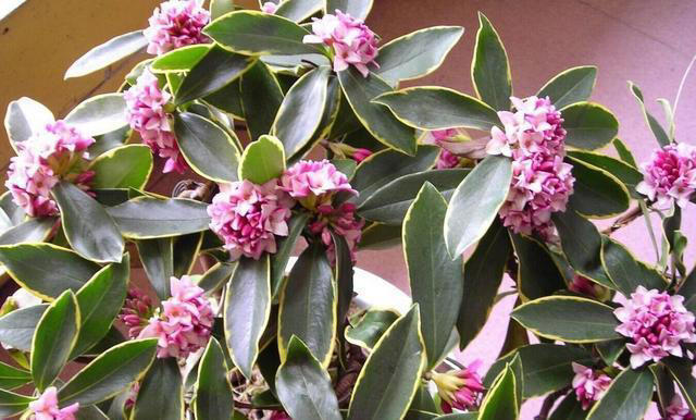 适合新手的5种高颜值花，皮实好养香味浓，多季节有花赏