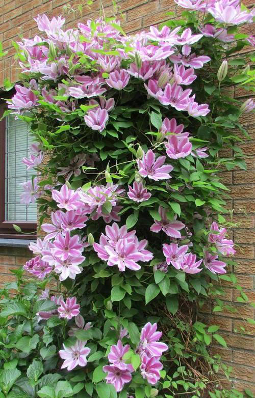 适合新手的5种高颜值花，皮实好养香味浓，多季节有花赏