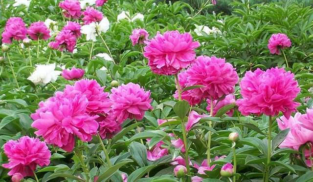 适合新手的5种高颜值花，皮实好养香味浓，多季节有花赏